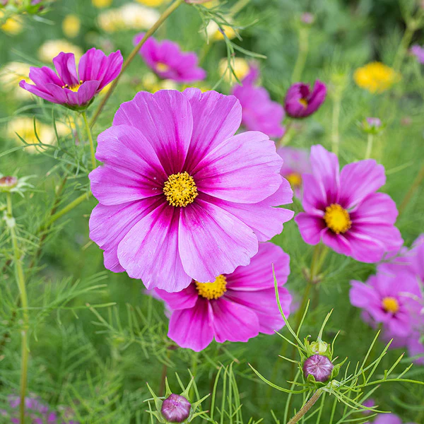 Cosmos