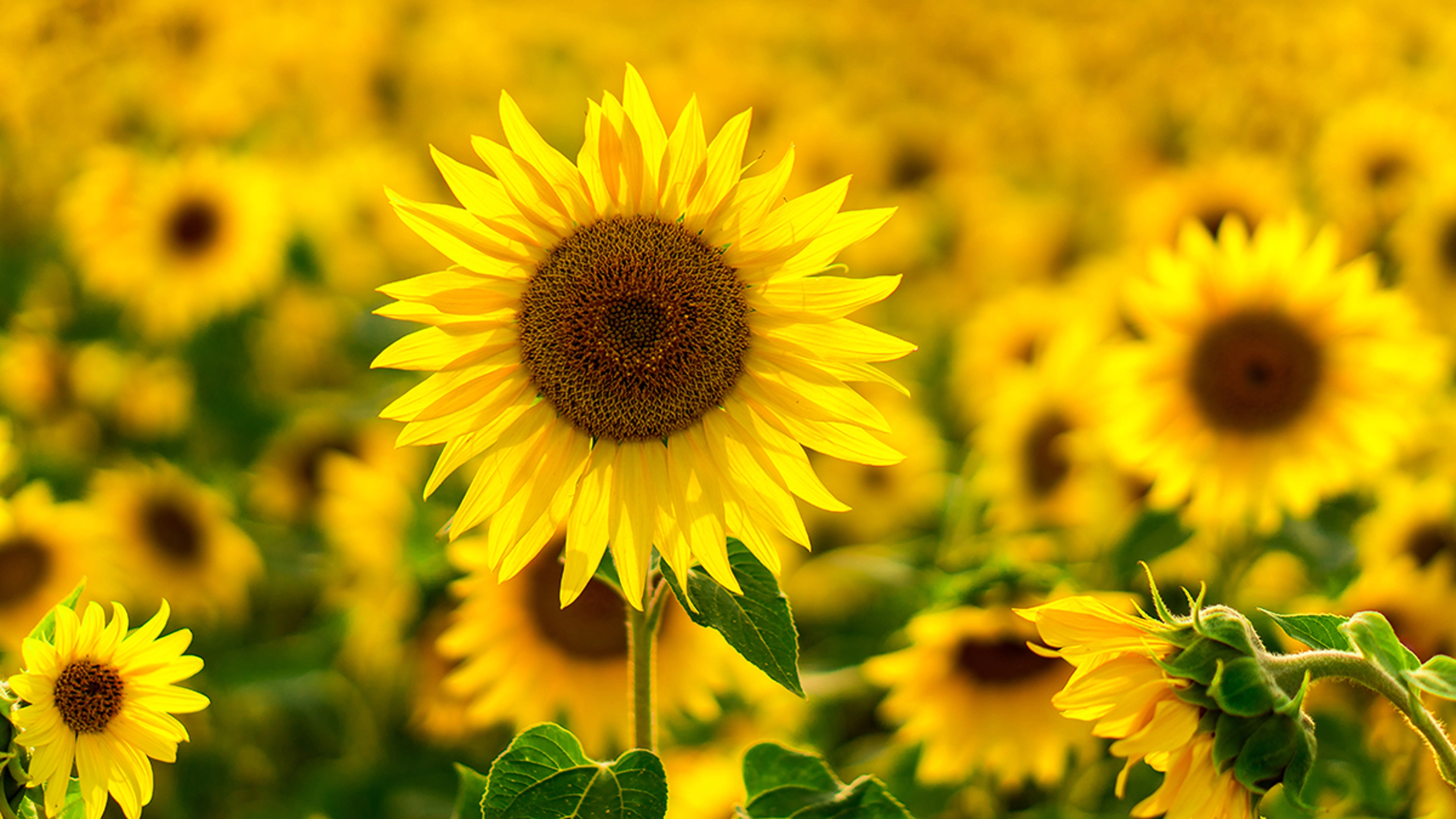 SunFlowers