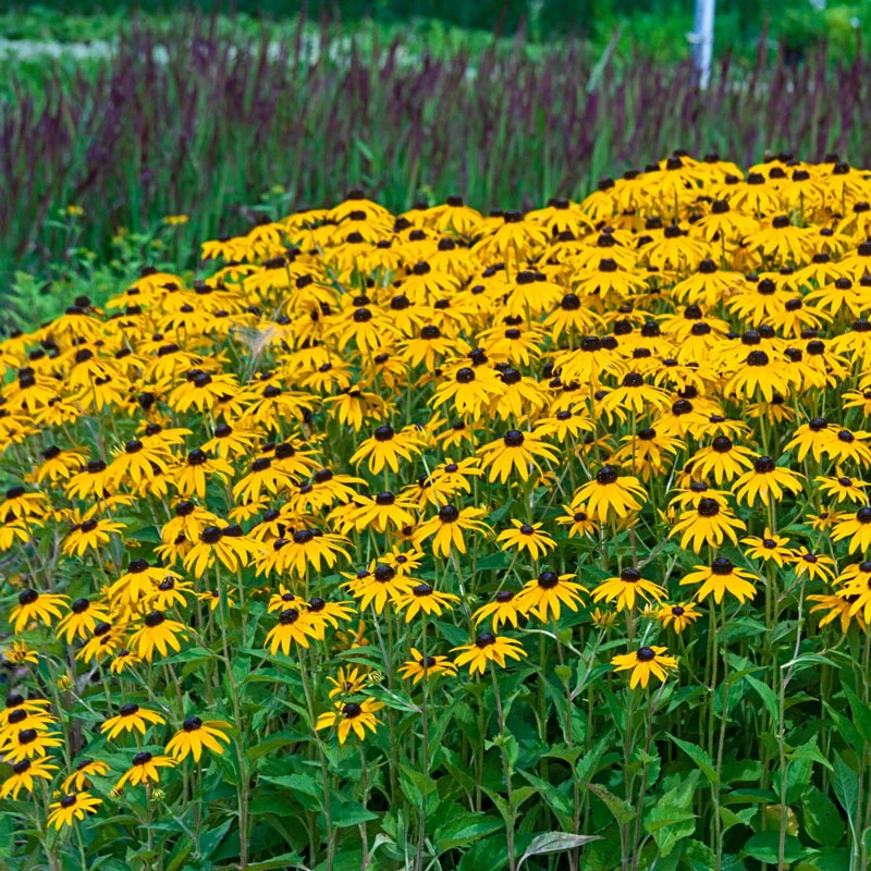 Black eyed susan Flowers