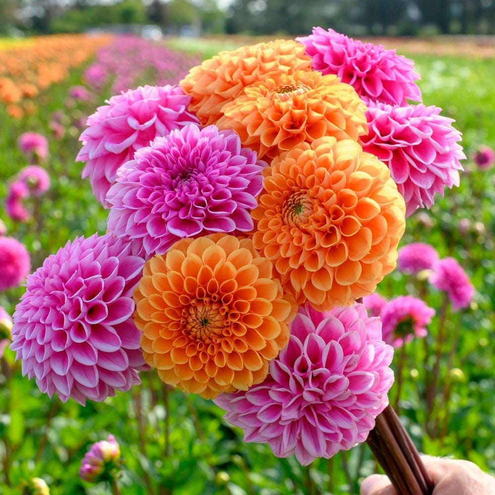 Dahlia Flowers