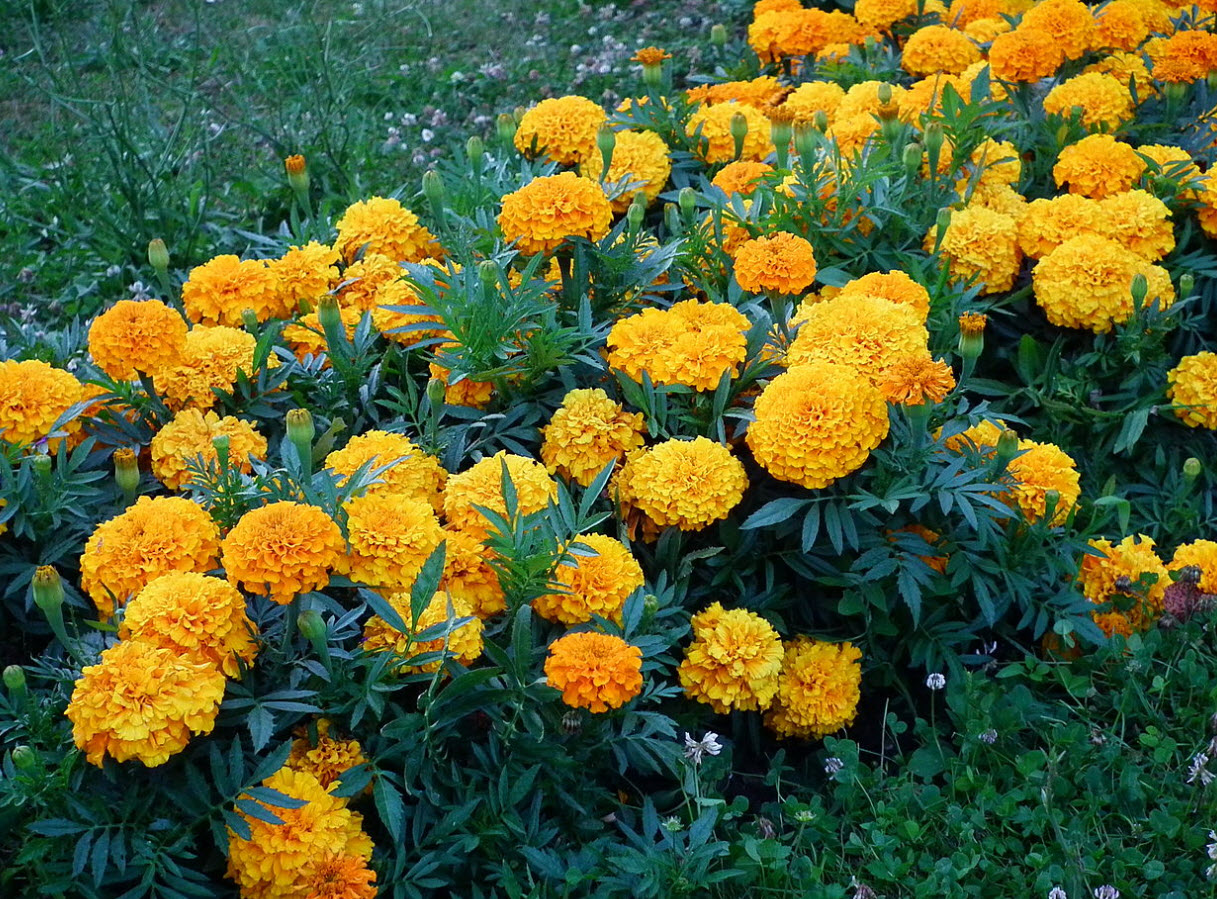Marigolds