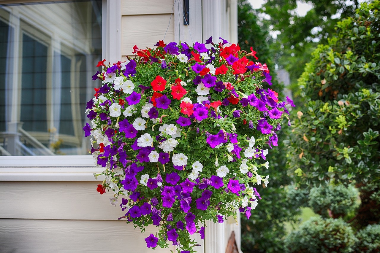 Petunia Flowers